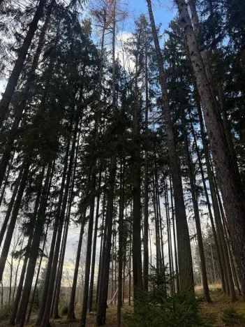 Prodej lesa, Petrovice II, 11117 m2