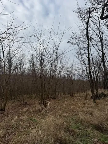 Prodej podílu lesa, Lesonice, 6189 m2