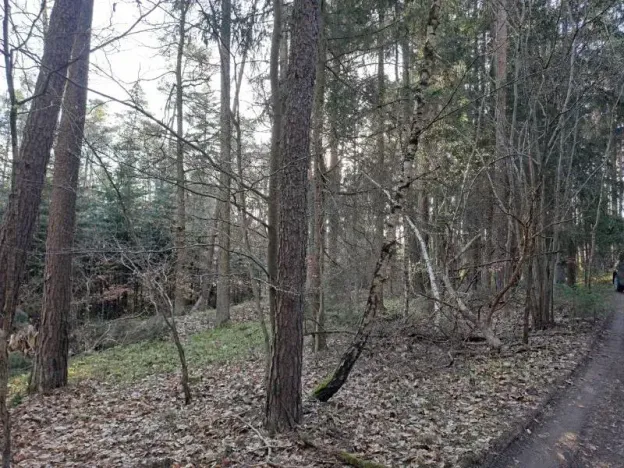 Prodej lesa, Probulov, 3017 m2