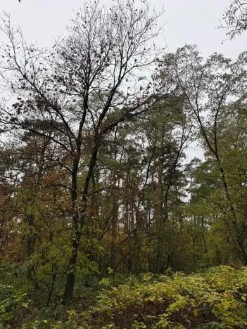 Prodej lesa, Budyně nad Ohří, 3763 m2