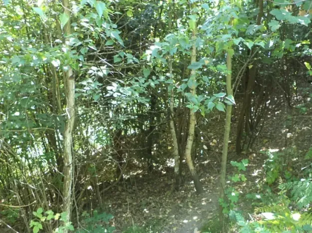 Dražba louky, Děčín, 675 m2