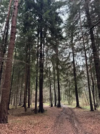 Prodej podílu lesa, Francova Lhota, 1929 m2