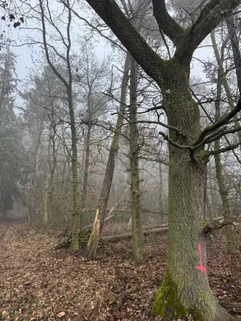 Prodej lesa, Milavče, 5759 m2