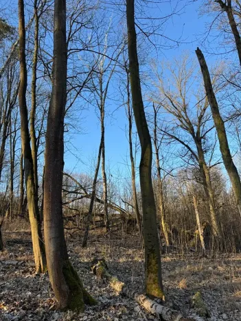 Prodej lesa, Mělnické Vtelno, 2736 m2