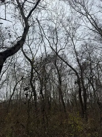 Prodej lesa, Moravský Písek, 4838 m2