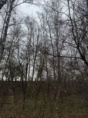 Prodej lesa, Moravský Písek, 4838 m2