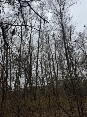 Prodej lesa, Moravský Písek, 4838 m2