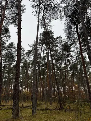 Prodej podílu lesa, Poříčany, 7349 m2