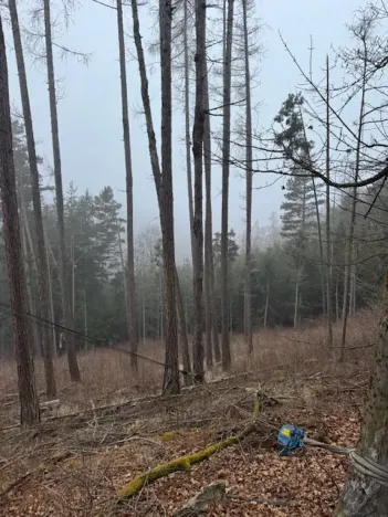 Prodej podílu lesa, Vacov, 23843 m2