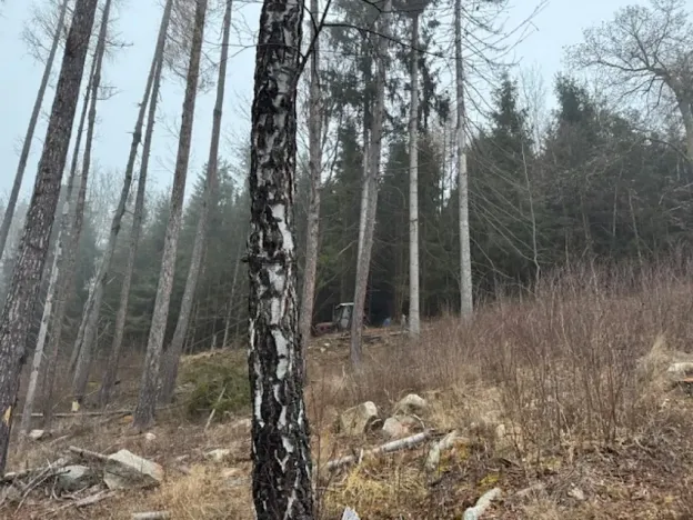 Prodej podílu lesa, Vacov, 23843 m2