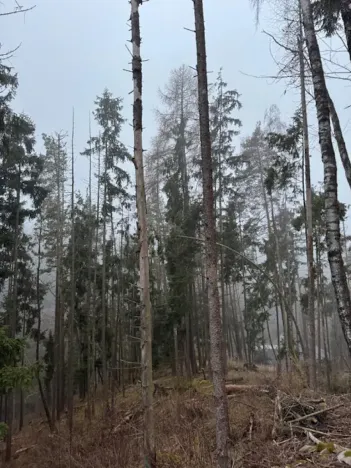 Prodej podílu lesa, Vacov, 23843 m2