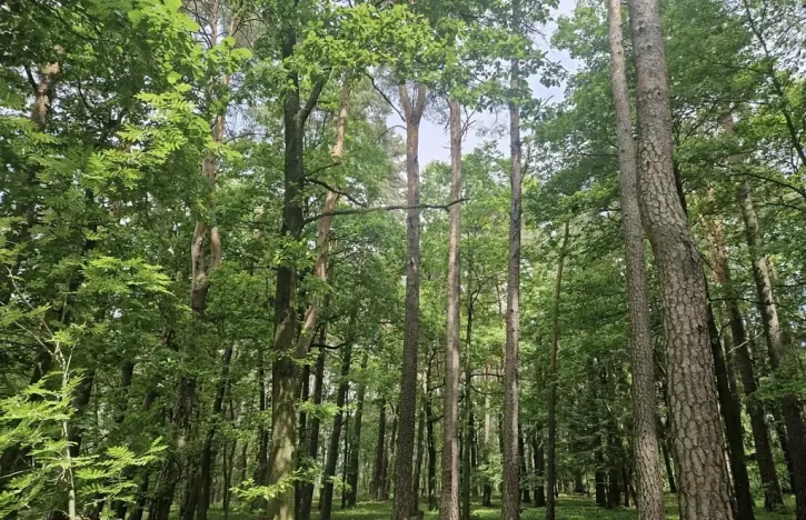 Prodej lesa, Paceřice, 4924 m2