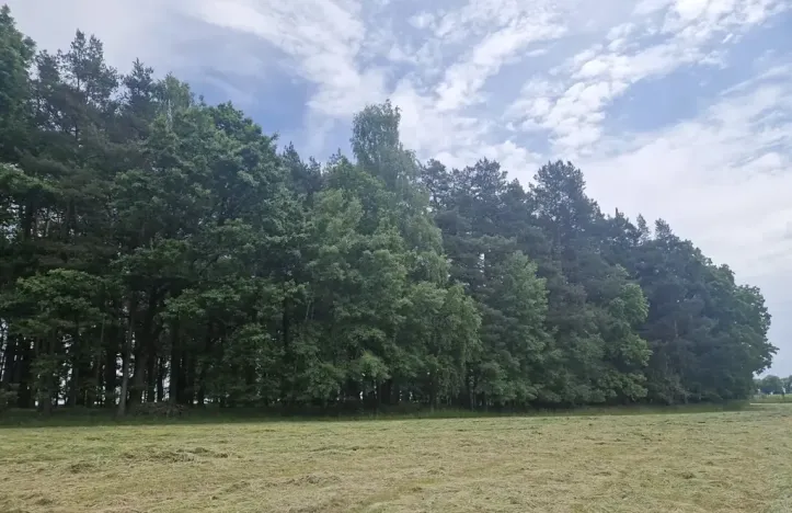 Prodej lesa, Paceřice, 4924 m2