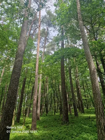 Prodej lesa, Paceřice, 4924 m2