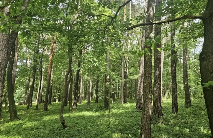 Prodej lesa, Paceřice, 4924 m2