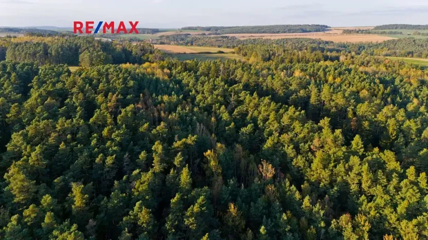 Prodej lesa, Všehrdy, 35057 m2