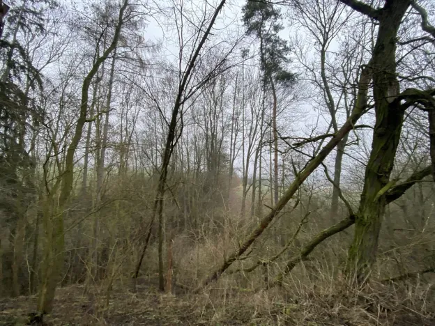 Prodej lesa, Městečko Trnávka - Lázy, 856 m2