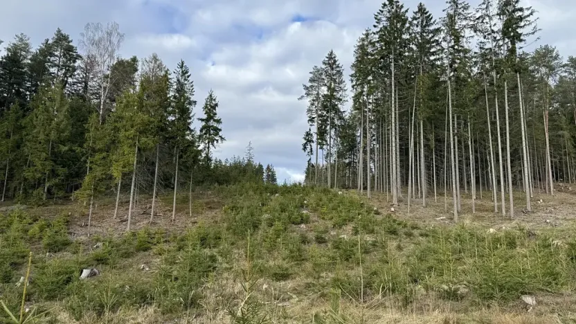 Prodej lesa, Pecka, 35108 m2