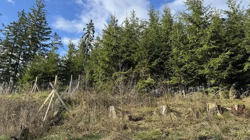 Prodej lesa, Pecka, 35108 m2