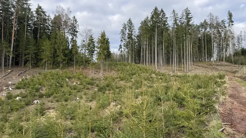 Prodej lesa, Pecka, 35108 m2