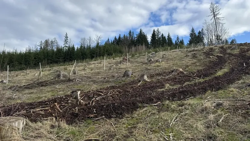 Prodej lesa, Pecka, 35108 m2