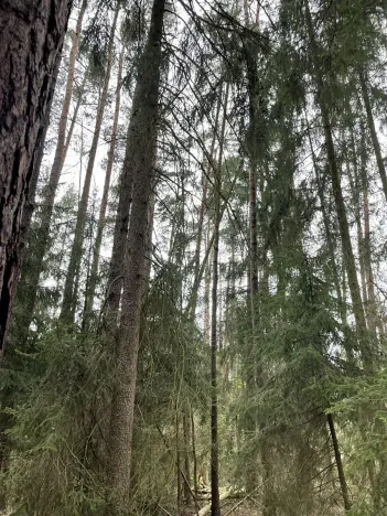 Prodej lesa, Plzeň, 5650 m2