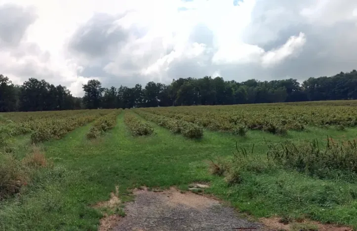 Prodej sadu/vinice, Chelčice, 88749 m2