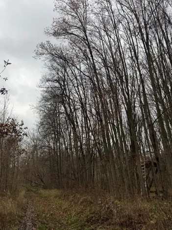 Prodej lesa, Čejkovice, 8895 m2