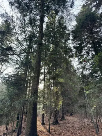 Prodej podílu lesa, Halenkov, 1840 m2
