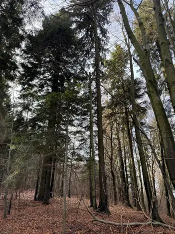 Prodej podílu lesa, Halenkov, 1840 m2