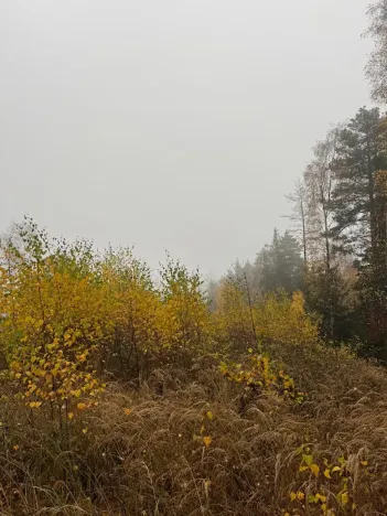 Prodej podílu lesa, Úboč, 4513 m2