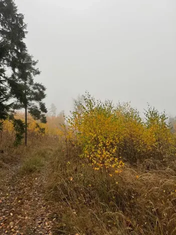 Prodej podílu lesa, Úboč, 4513 m2