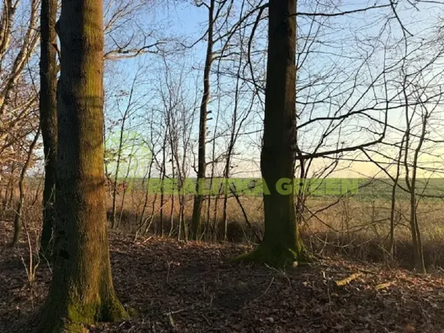 Prodej lesa, Jistebník, 5452 m2