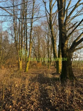 Prodej lesa, Jistebník, 5452 m2