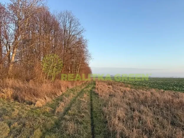 Prodej lesa, Jistebník, 5452 m2