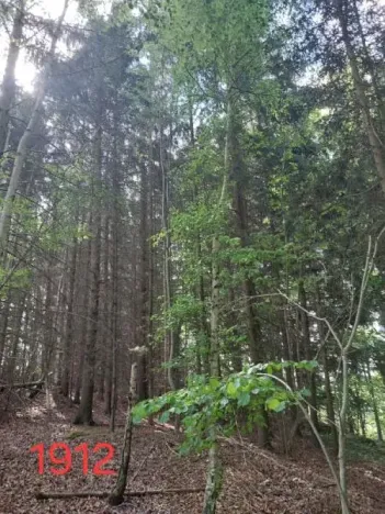 Prodej lesa, Vyskytná, 12390 m2