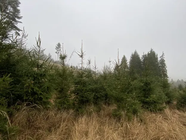 Prodej lesa, Městečko Trnávka - Lázy, 6313 m2