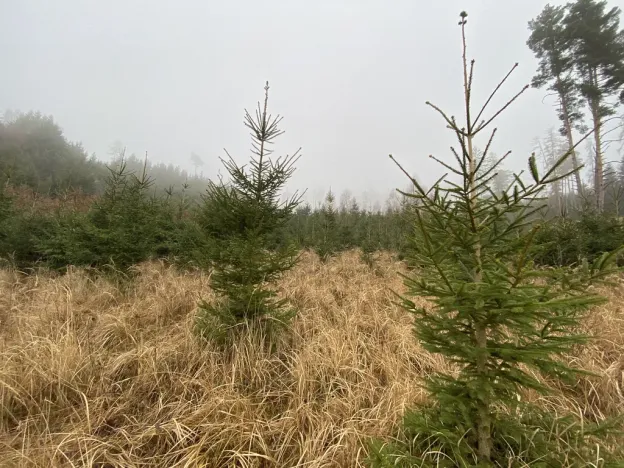 Prodej lesa, Městečko Trnávka - Lázy, 6313 m2