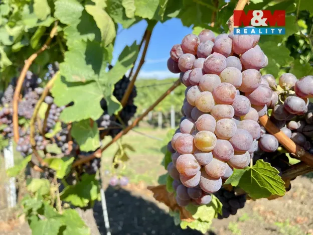 Prodej vinného sklepa, Perná, 31 m2