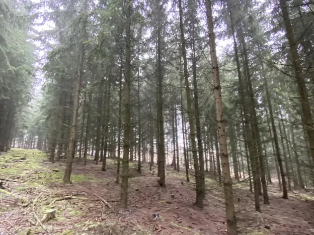 Prodej lesa, Městečko Trnávka - Lázy, 32904 m2