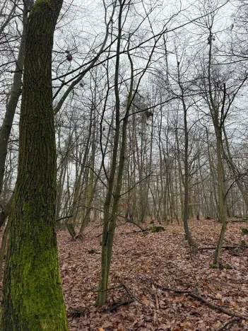 Prodej lesa, Citonice, 1777 m2