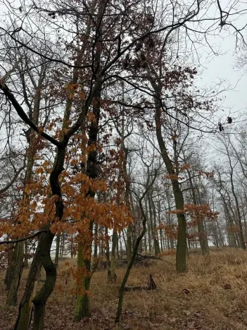 Prodej lesa, Citonice, 1777 m2