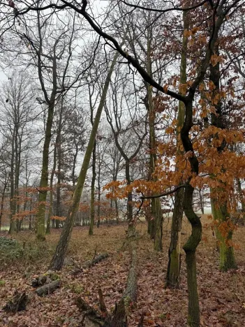 Prodej lesa, Citonice, 1777 m2