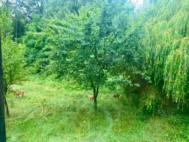 Pronájem rodinného domu, Velký Újezd, Za Obecním lesem, 80 m2