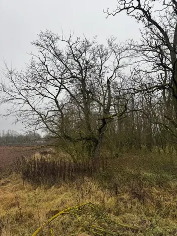 Prodej lesa, Mutěnice, 5100 m2