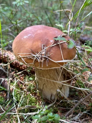 Prodej bytu 1+kk, Janov nad Nisou - Hrabětice, 28 m2