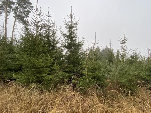 Prodej lesa, Městečko Trnávka - Lázy, 6313 m2