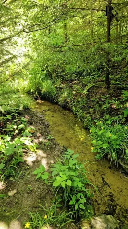 Prodej lesa, Hlubočky, 6680 m2