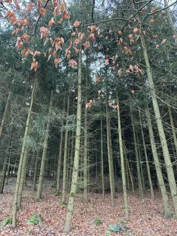 Prodej lesa, Poleň, 11901 m2