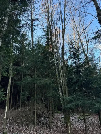 Prodej lesa, Poleň, 11901 m2